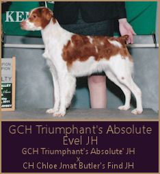GCH Triumphant's Absolute Evel JH